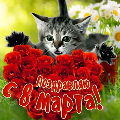 Прикольная оригинальная открытка на 8 марта с котёнком и розами - Скачайте  на Davno.ru | Открытки, Животные, Картинки