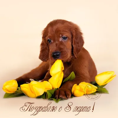 Поздравляю с 8 марта! Милый щенок и жёлтые тюльпаны. - Скачайте на Davno.ru