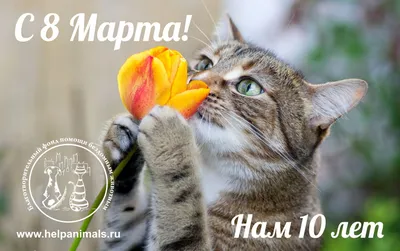 С 8 Марта! - Благотворительный фонд помощи бездомным животным