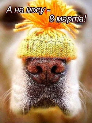С наступающим 💐🌞🌹🌿 8 Марта! | Dogs, Postcard, Poster