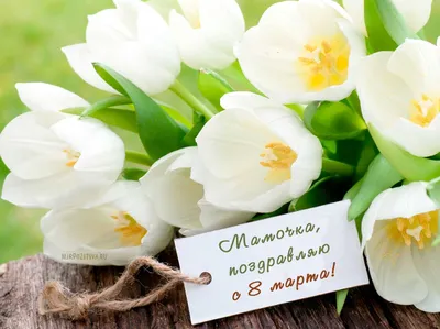 На носу 8 Марта: Как в Ленобласти среди зимы тюльпаны выращивают - KP.RU