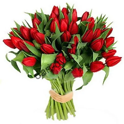 Традиции дарить тюльпаны на 8 марта исполнилось 50 лет | Новости –  Gorsite.ru
