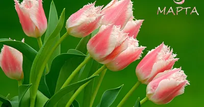 Бирки \"8 марта\" тюльпаны - купить по выгодной цене | Pack Boom  Интернет-магазин упаковки