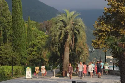 Курортная Абхазия: туристы под капельницами, а хозяева жилья торжествуют -  KP.RU