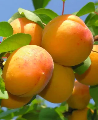 Абрикос Абрикос Солнышко - плодово-ягодные растения в питомнике Южный