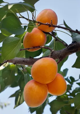 Абрикос - Плодовые деревья - Садовый центр ЛЕТО
