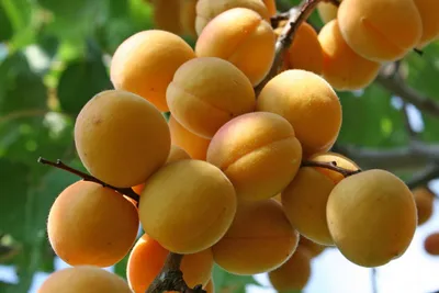 АБРИКОС КРАСНОЩЕКИЙ: купить саженцы абрикоса краснощекий почтой | PLOD.UA