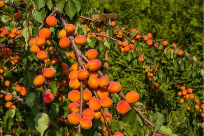 Вот так фрукт! Секреты посадки и выращивания абрикоса | Интернет-магазин  садовых растений