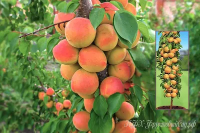 Свежие абрикосы из Узбекистана (1 кг) купить с доставкой