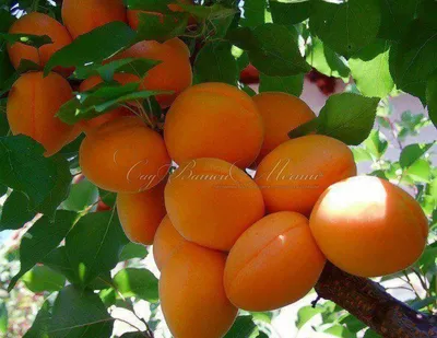 АБРИКОС АНАНАСНЫЙ: купить саженцы абрикоса ананасный почтой | PLOD.UA