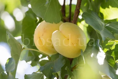 Купить гладкий абрикос из Узбекистана в Fruitonline