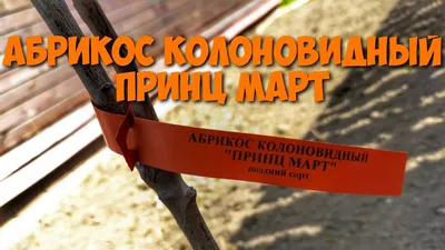 Абрикос колоновидный \"Принц Март\": купить в Одессе, Киеве и Украине -  Agro-Market