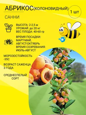 Купить абрикос колоновидный \"голд\" с доставкой почтой по Минску и Беларуси  - Zelensad