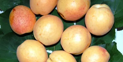 Светлоградский ранний абрикос - 70 фото
