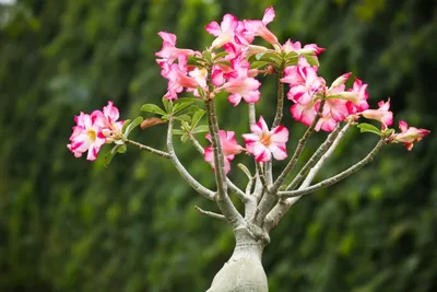 Adenium obesum 739F | Rare plants CactusMania