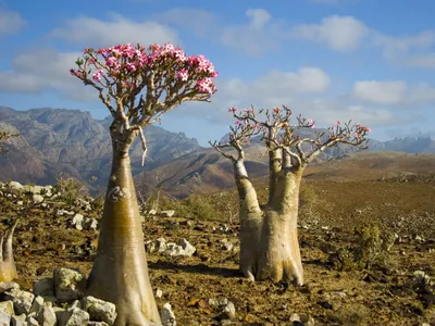 Adenium Plants Desert Rose Grow Various Stock Photo 2298383929 |  Shutterstock