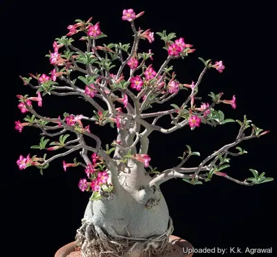 Adenium obesum