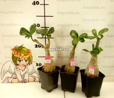 Адениум (Adenium obesum Dancing Butterfly) — купить в интернет-магазине  Ангелок