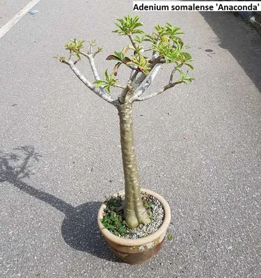 Adenium obesum 'Pink star'