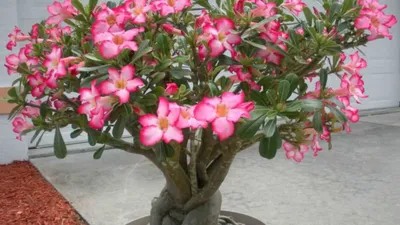 Desert Rose 'Adenium' Trees for Sale | FastGrowingTrees.com