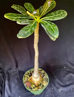 White desert rose : Adenium obesum white