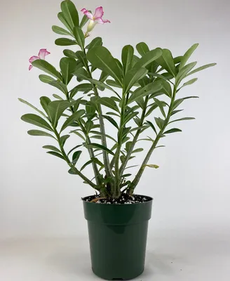 Adenium arabicum (Desert Rose) - World of Succulents | Adenium, Desert rose  plant, Potted plants patio