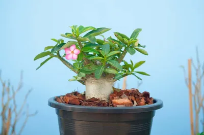 Desert Rose Basic Pink - Adenium obesum – Wellspring Gardens