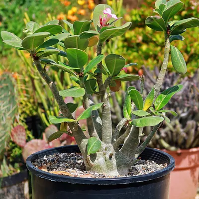Adenium Obesum, Also Known as Desert Rose, 4 to 5 Years Old Live Rooted  Plant, Beautiful Thick Caudex Ships No Pot - Etsy