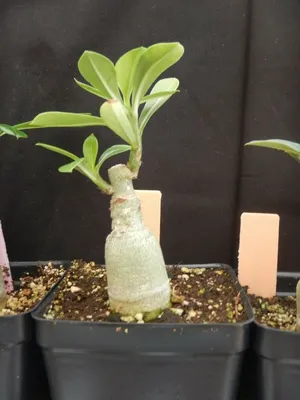 Adenium 'Thai Socotranum' (A) – Kyle's Plants