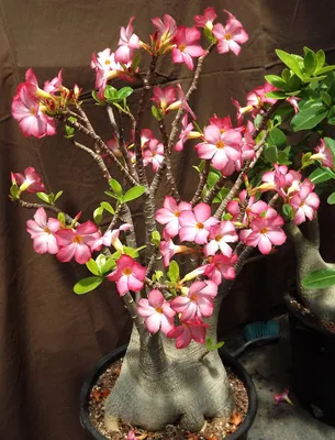 Adenium obesum - tips on caring for Desert Rose