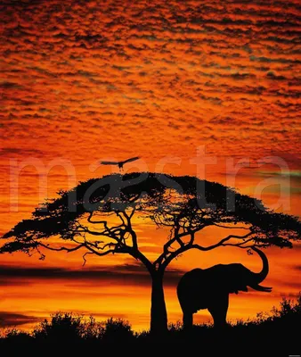 Фотообои Жирафы и слон на фоне неба Африка купить на стену • Эко Обои