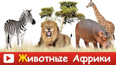 Смешные дикие животные Африки Иллюстрация вектора - иллюстрации  насчитывающей художничества, повеление: 53518000