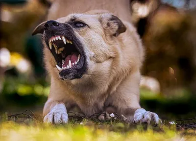 Малыши остались без мамы»: агрессивные собаки держат в страхе приморцев