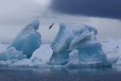 Айсберг размером в два Петербурга вынесло в Южный океан | Телеканал  Санкт-Петербург
