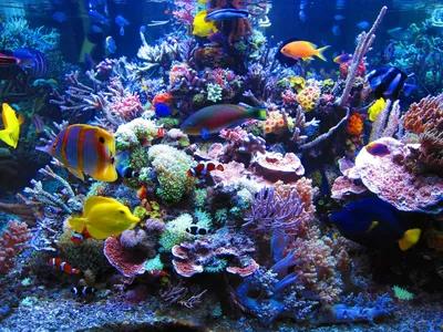 Круглый аквариум Tetra Cascade Globe 6,8 л купить в интернет магазине