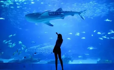 Морской аквариум у вас дома | Пикабу
