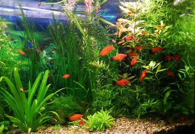 Выращивание растений в аквариуме