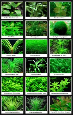 Почвопокровные аквариумные растения | Пикабу