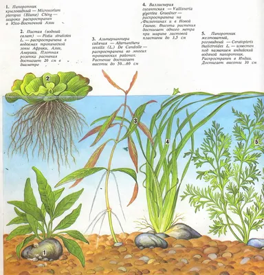 Аквариумные растения киев