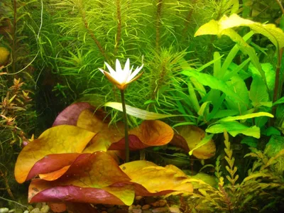 Живые аквариумные растения