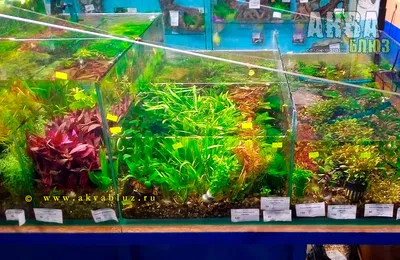 Водные растения для аквариума купить в Челябинске с бесплатной доставкой по  городу | Аква Блюз аквариумы