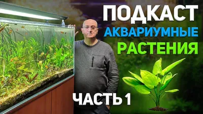 Аквариумные растения. Большой подкаст с А. Ершовым. Часть 1 - YouTube