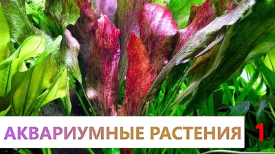 Аквариумные растения. 1 часть. Основная информация. Грунт в аквариуме. -  YouTube