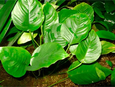 Растение искусственное, Vallisneria, 25 см. Длинностебельные аквариумные  растения. (ID#1858845397), цена: 130 ₴, купить на Prom.ua