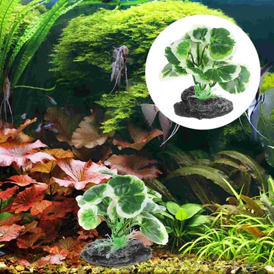 Красные аквариумные растения на средний и задний план.: 10 грн. -  Аквариумистика Черкассы на Olx