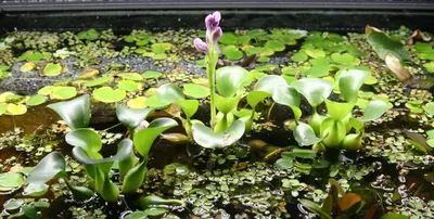 Чем и как удобрять аквариумные растения? | Блог зоомагазина Zootovary.com