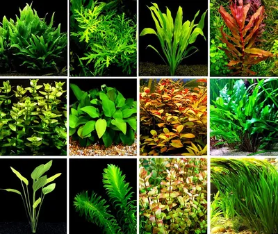Меристемные аквариумные растения. Что такое, особенности, плюсы и минусы