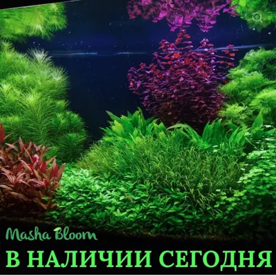 Аквариумные растения купить в Москве - Маши Блюм