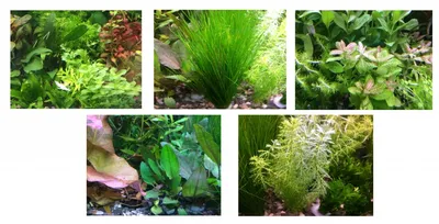 Keyprods Искусственные аквариумные растения для аквариума