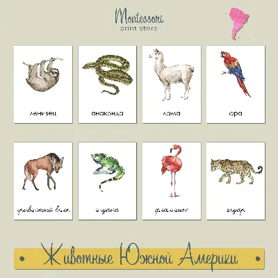 Мастер игрушек: Алфавит русский \"Животные\": купить по низкой цене в Алматы,  Астане, Казахстане | Meloman